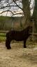 Mignon d&rsquo;Alix Super Shetland ONC Hongre 4 ans