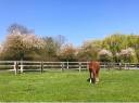 Normandie Pays d'Auge : Propri&eacute;t&eacute; &eacute;questre 25 hectares