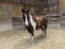 PAINT HORSE PP HONGRE 6 ans 