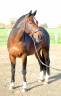 Hongre KWPN - 7ans - dressage 