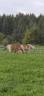 Lot de 2 haflinger