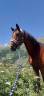 Magnifique hongre de 8 ans 