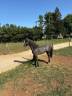 ottelo du fournil 2 ans 