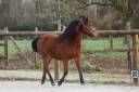 Ponette 2 ans New forest Taille D 