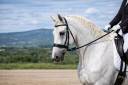 Hongre - Lipizzan - 12 ans - Dressage - France