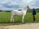 Hongre - Lipizzan - 12 ans - Dressage - France