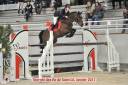 Saillie PFS Grand Prix Excellence Vaguely Noble Haryns