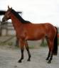 Jument 4 ans - CSO - Poney E - 8.000 &euro; jusqu'au 30/06