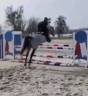 Poney de sport Connemara 2022 taille D