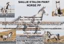 Saillie &eacute;talon paint horse