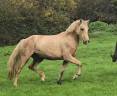 Jument Welsh Cob de 2023