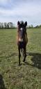 Poney New forest Isabelle Taille D 