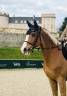 Magnifique Hongre 5 ans - CSO Hunter 