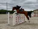 Vente cheval CSO Hunter