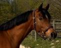 Magnifique Pur-Sang Arabe de 6 ans
