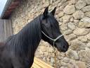 Saillie par &Eacute;talon pur-sang arabe noir homozygote