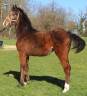 Poulain SF Itoki de riverland x cor de hus