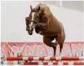 Crack jument de 5 ans 100% de sans faute