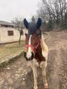 Poney ONC &agrave; vendre