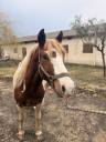 Poney ONC &agrave; vendre 