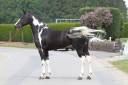 Lightning Darco UK : cso dressage haut niveau 