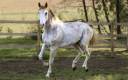 Saillie entier Z dominant White alezan 