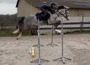 Poney de 6 ans PFS - 148cm - fils de UHELEM DE SEILLE