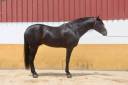 Don Honoroso lll - PRE Pure Race Espagnole 2017 par Vi&ntilde;as pirata