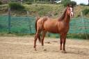 cheval,cso,cce