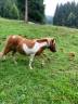 Poney shetland &agrave; vendre 