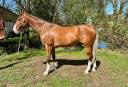 Kaprice HG hongre de 6 ans