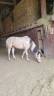 Jument de 9 ans &agrave; vendre