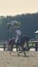 A vendre jument dressage 
