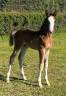 Superbe foal sf par CANDY de NANTUEL x PLOT BLUE 