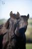 Pouliche Pure Race Espagnole noire