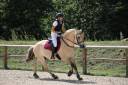 Hongre - Fjord - 4 ans - Dressage / Loisir - France