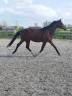 Hongre - Oldenbourg - 3 ans - Dressage- France