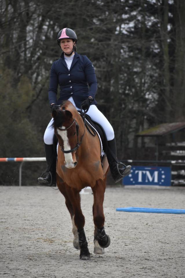 Hongre - Franches Montagnes - Loisir/ Polyvalent-France