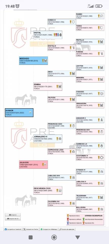 Hongre PRE Pure Race Espagnole A vendre 2022 Gris par INDEXADO