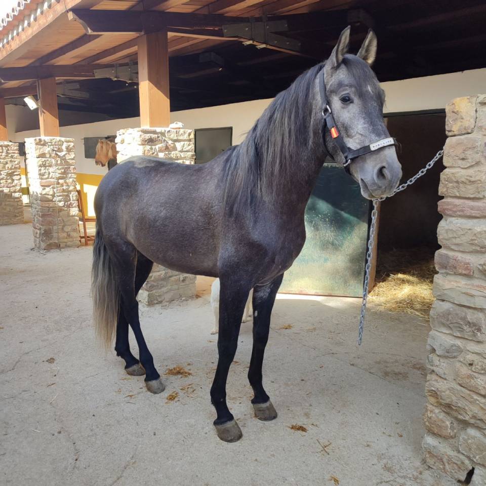 Hongre PRE Pure Race Espagnole A vendre 2022 Gris par INDEXADO
