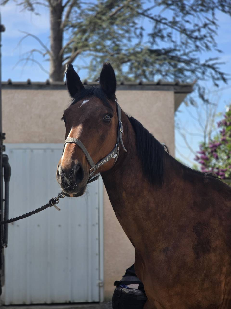 Tr&egrave;s belle Jument SF 