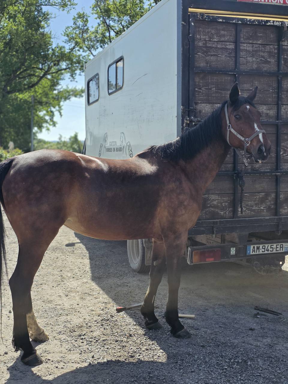 Tr&egrave;s belle Jument SF 