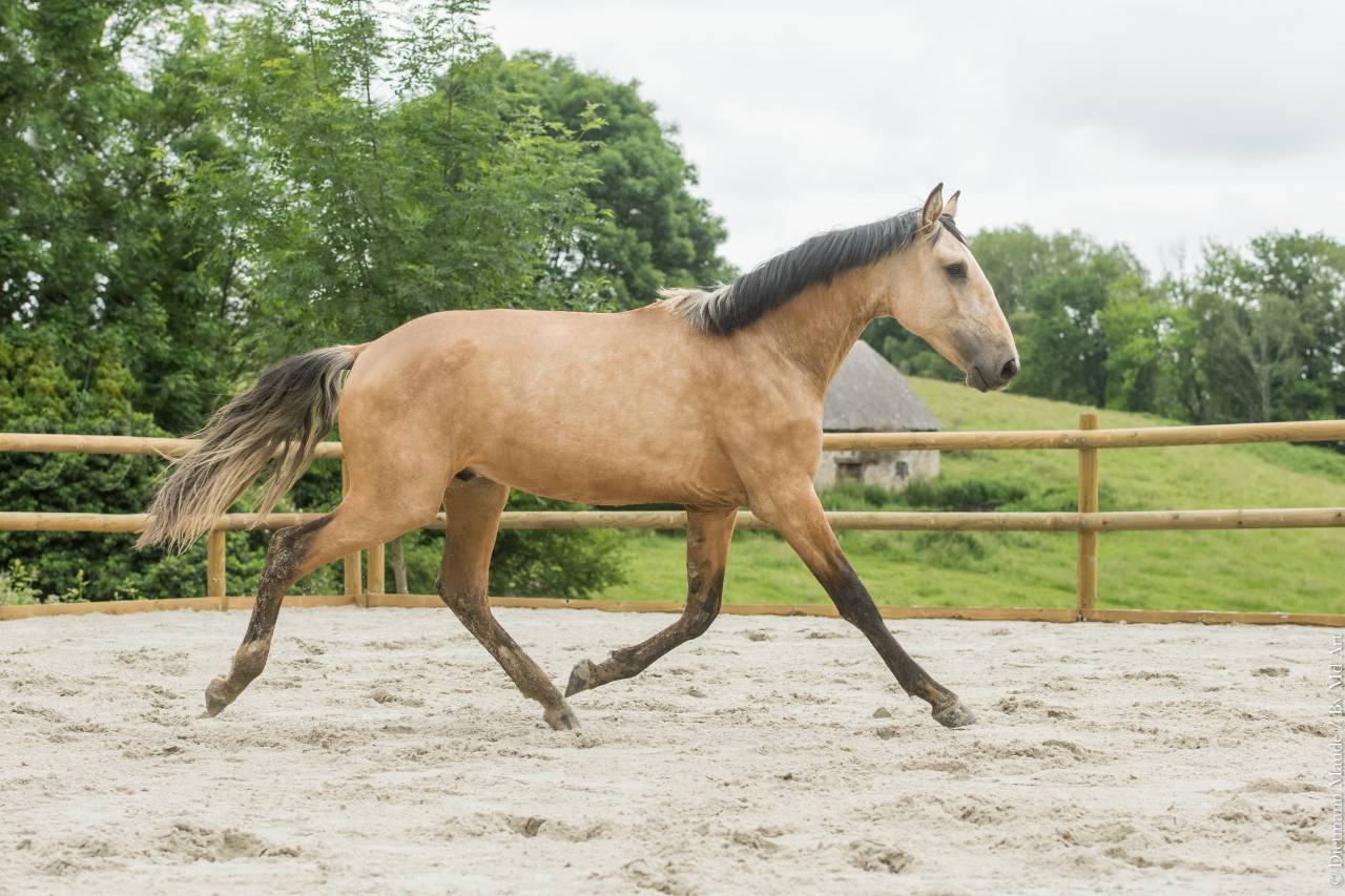 Etalon Lusitanien isabelle