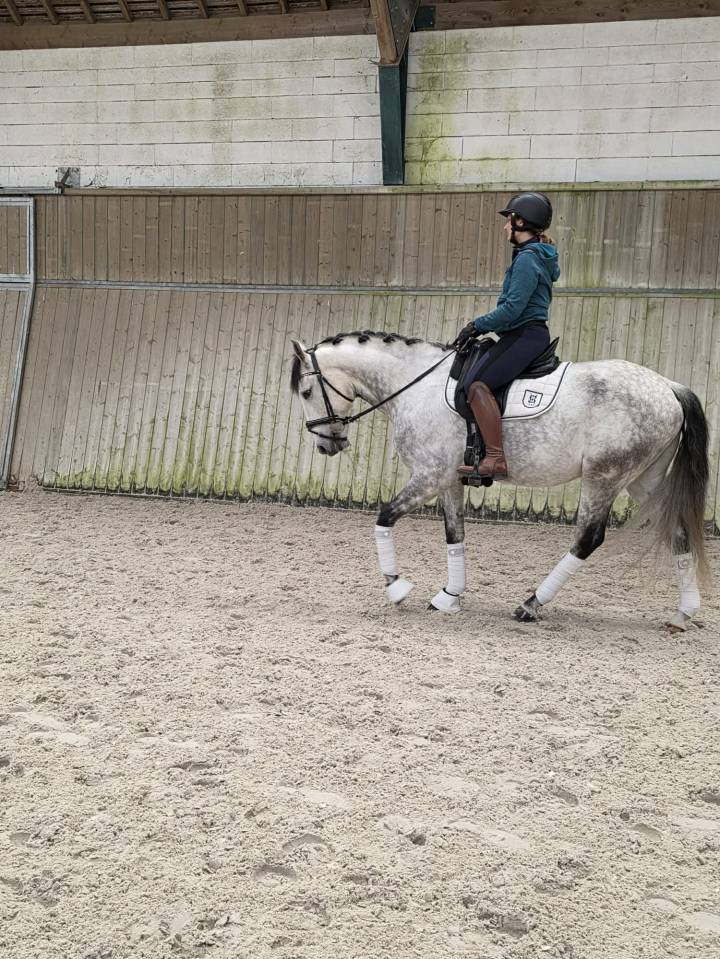 Hongre - Lusitanien - 8 ans - Dressage PSG - France