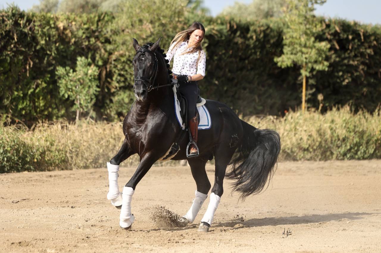 Los Siete Reinos &eacute;levage de chevaux Pure Race Espagnole