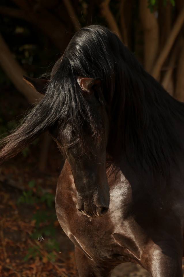 Los Siete Reinos &eacute;levage de chevaux Pure Race Espagnole
