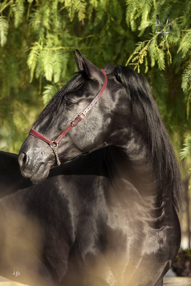 Los Siete Reinos &eacute;levage de chevaux Pure Race Espagnole