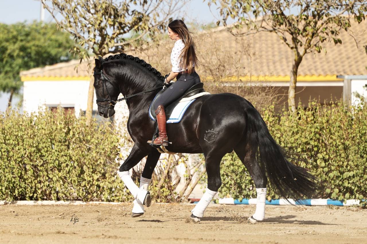 Los Siete Reinos &eacute;levage de chevaux Pure Race Espagnole