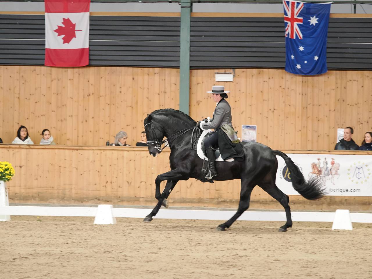Los Siete Reinos &eacute;levage de chevaux Pure Race Espagnole