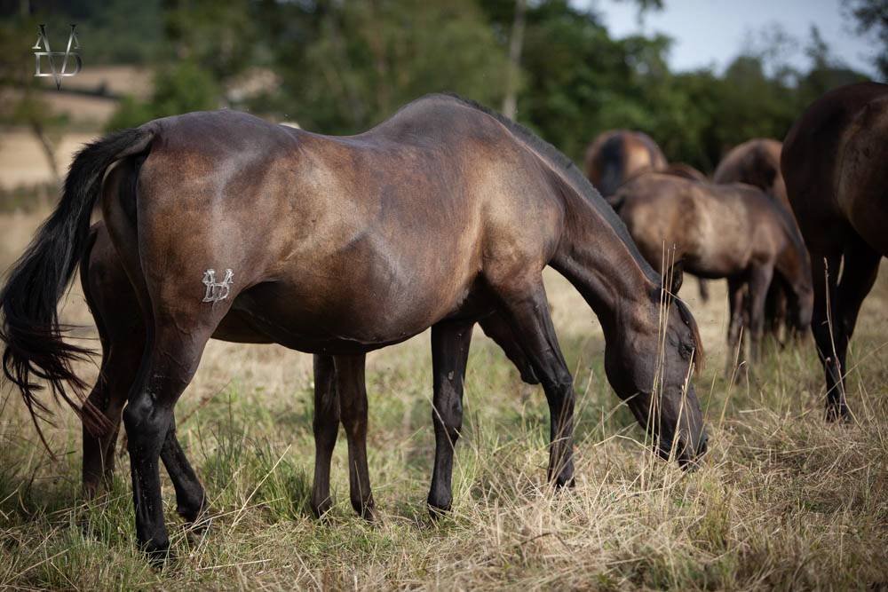 Los Siete Reinos &eacute;levage de chevaux Pure Race Espagnole